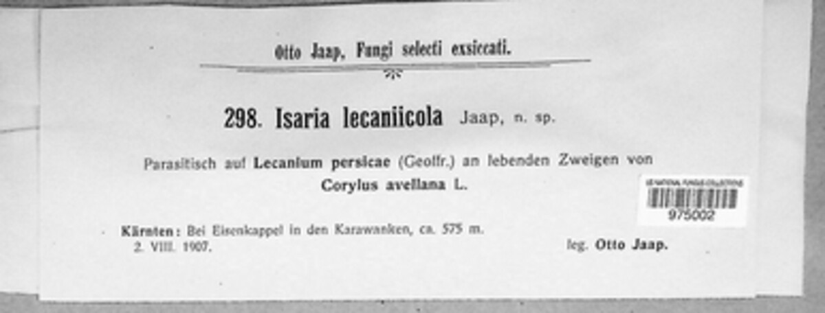 Isaria lecaniicola image